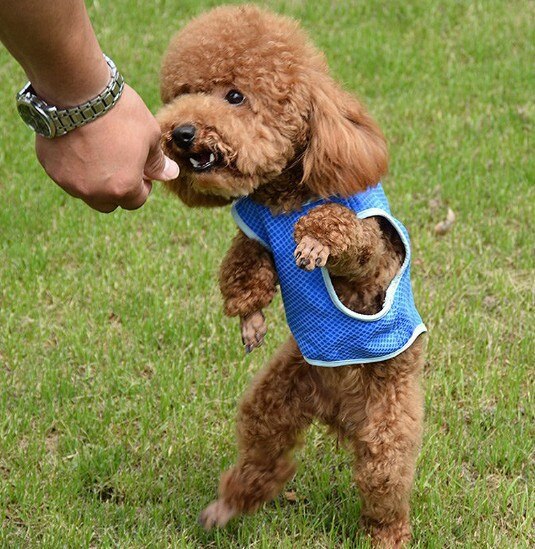 Pet cooling clothes dog cooling vest heat elixir pet products