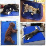 Dog Cooling Mat Pet Ice Pad Teddy Mattress Pet Cool Mat Bed Cat Cushion Summer Keep Cool Pet Cooling Dog Mat For Dogs XL XXL