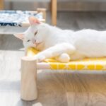 Elevated Cat Bed House Cat Hammocks Bed Wood Canvas Cat Lounge Bed for Small Dogs Rabbit Cats Durable Canvas Pet House Supplies