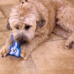 Summer Dog Chew Toy Dogs Cooling Toys for Puppy Chewing Training Play Overflow Water Bone Ball Pet Toys Dog Accessories