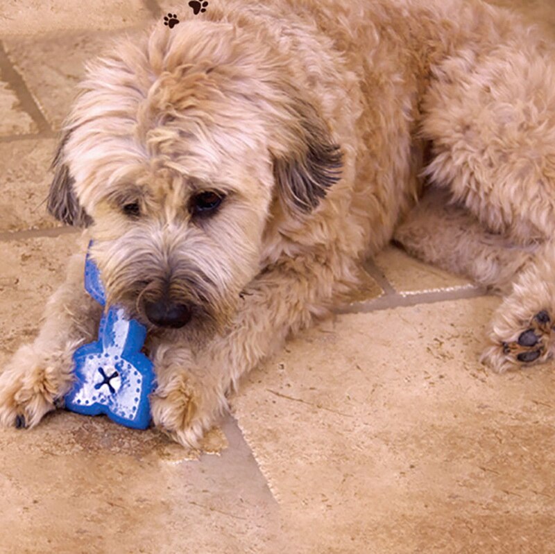 Summer Dog Chew Toy Dogs Cooling Toys for Puppy Chewing Training Play Overflow Water Bone Ball Pet Toys Dog Accessories