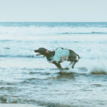 Summer Dog Harness Professional Pet life Jacket 3M Reflective Dog Coat Safety Swimming Vest Waterproof Pet Dog Clothes