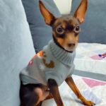 Christmas Cat Dog Sweater Pullover Winter Dog Clothes for Small Dogs Chihuahua Yorkies Puppy Jacket Pet Clothing ubranka dla psa
