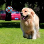 Hollowed Ball Pet Dog Toys Funny Luminous&Bell TPR Chew Toys For Small Medium Large Dogs Pet Training Products