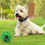 Dog Puppy Cat Pet Chew Toy Hollow Bell Tennis Ball Chew Scratch Playing Training Molar Pet Toy Interactive Pet Training Products