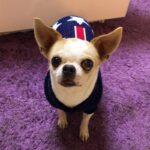 Christmas Cat Dog Sweater Pullover Winter Dog Clothes for Small Dogs Chihuahua Yorkies Puppy Jacket Pet Clothing ubranka dla psa